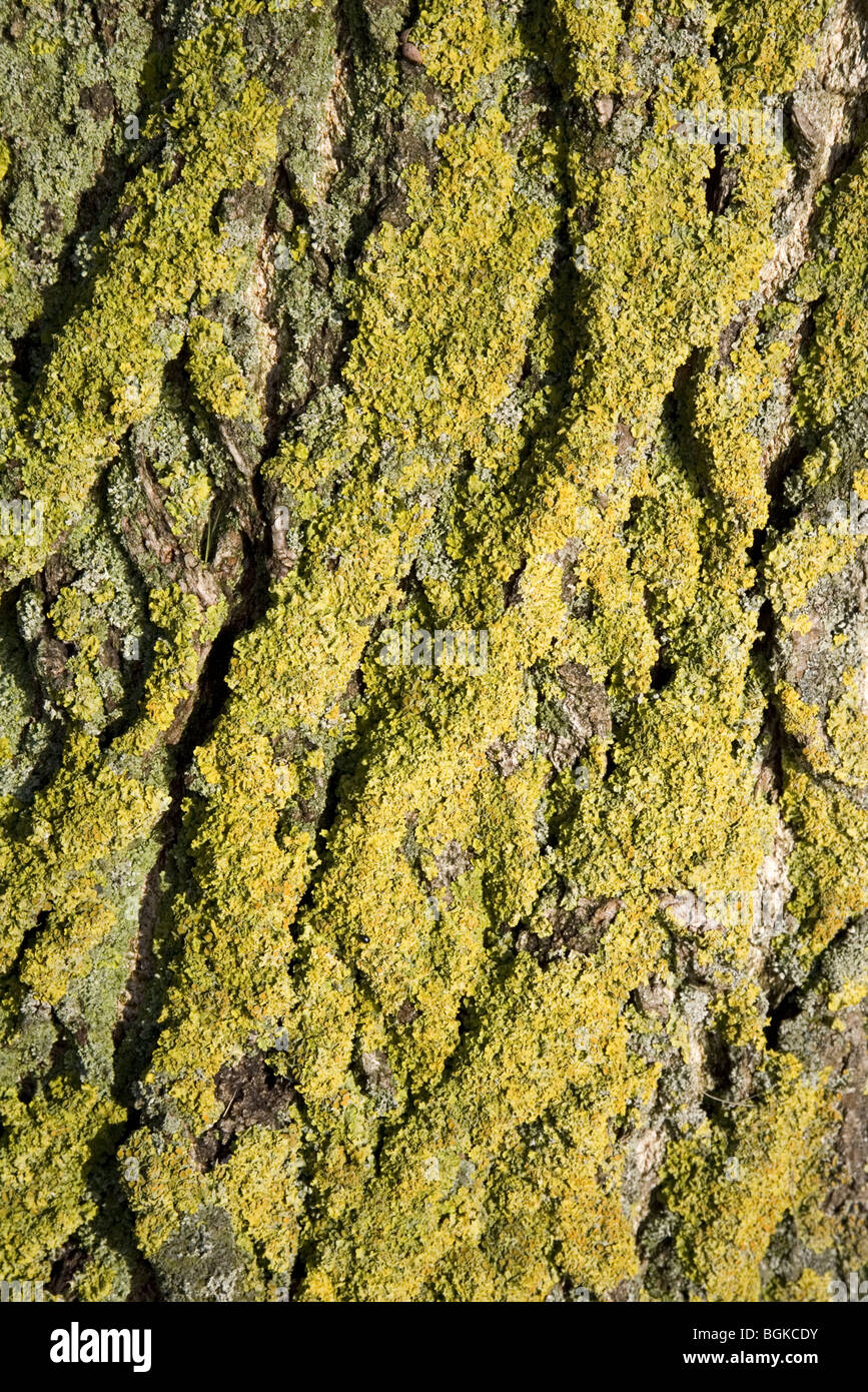 Écorce d'un peuplier recouvert de lichen Sunburst Maritime (Xanthoria parietina) Banque D'Images