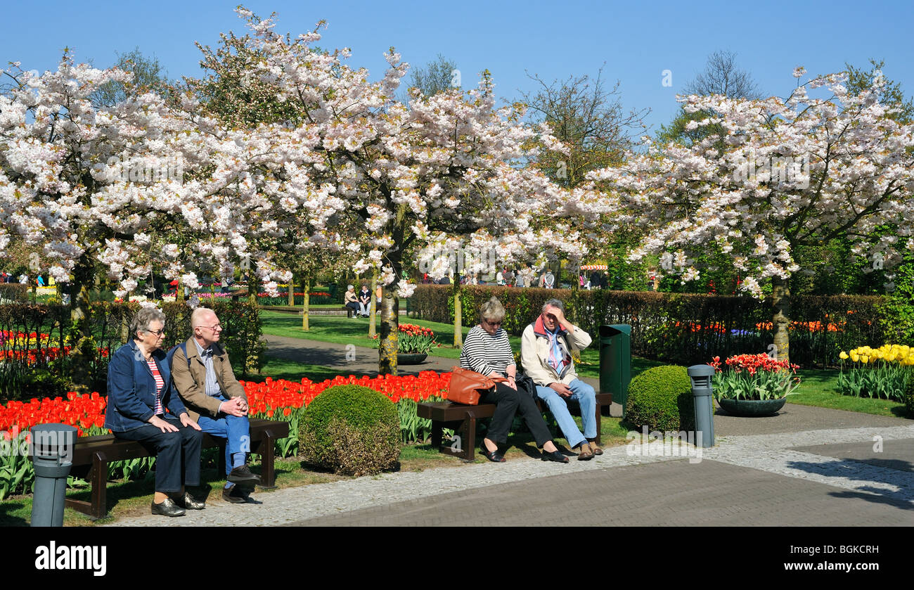 Les touristes assis sur banc de parc entre les tulipes et les cerisiers japonais en fleurs jardin de Keukenhof, Lisse, Hollande, Pays-Bas Banque D'Images