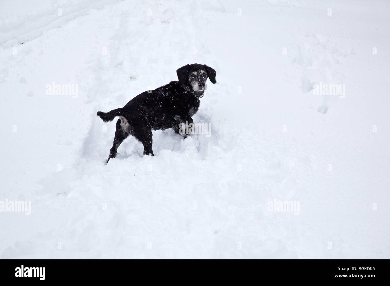 Rocé noir chien jouant dans la neige , Hampshire, Angleterre. Banque D'Images