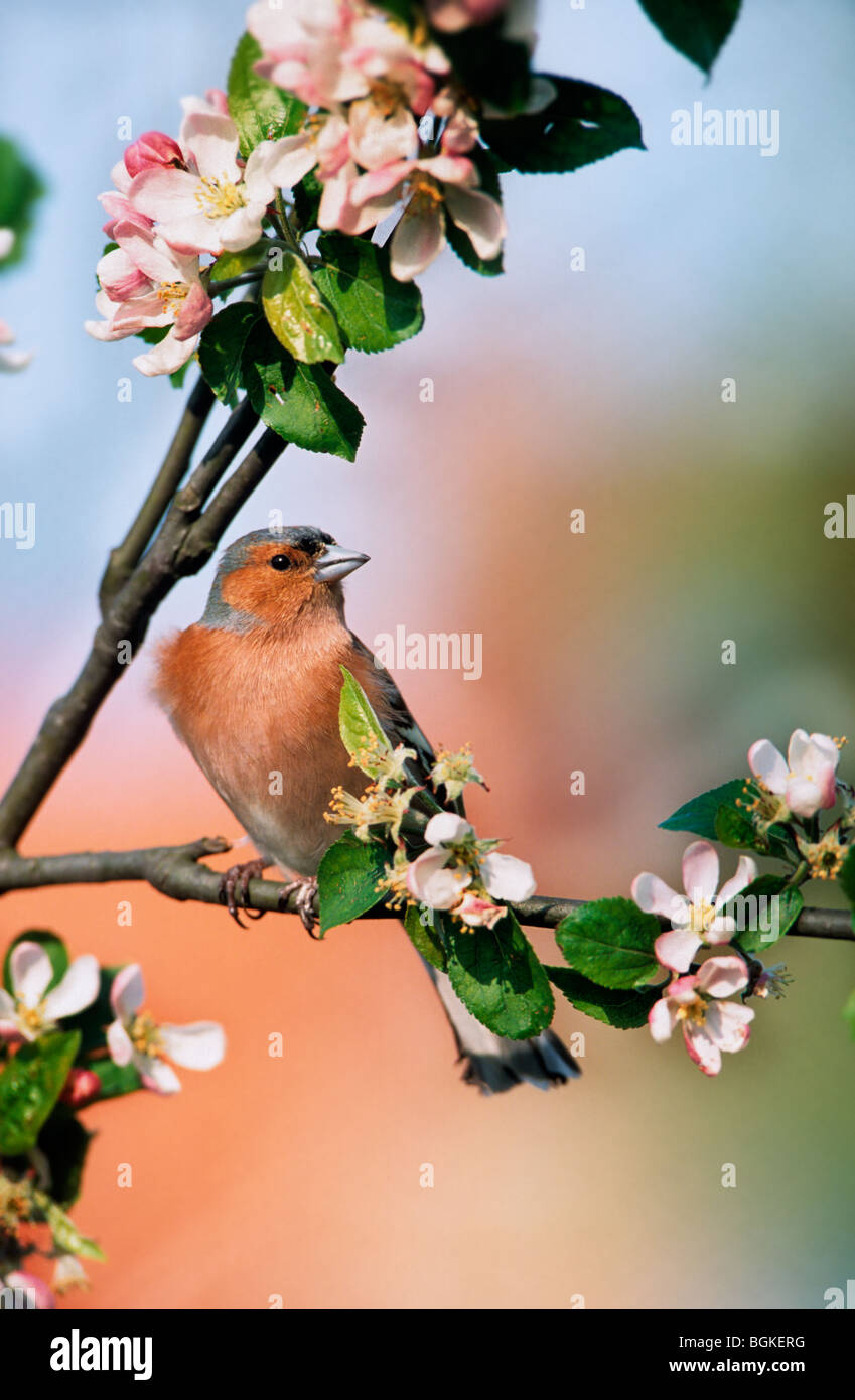 Chaffinch (Fringilla coelebs) mâle perché dans apple arbre en fleur printemps Banque D'Images