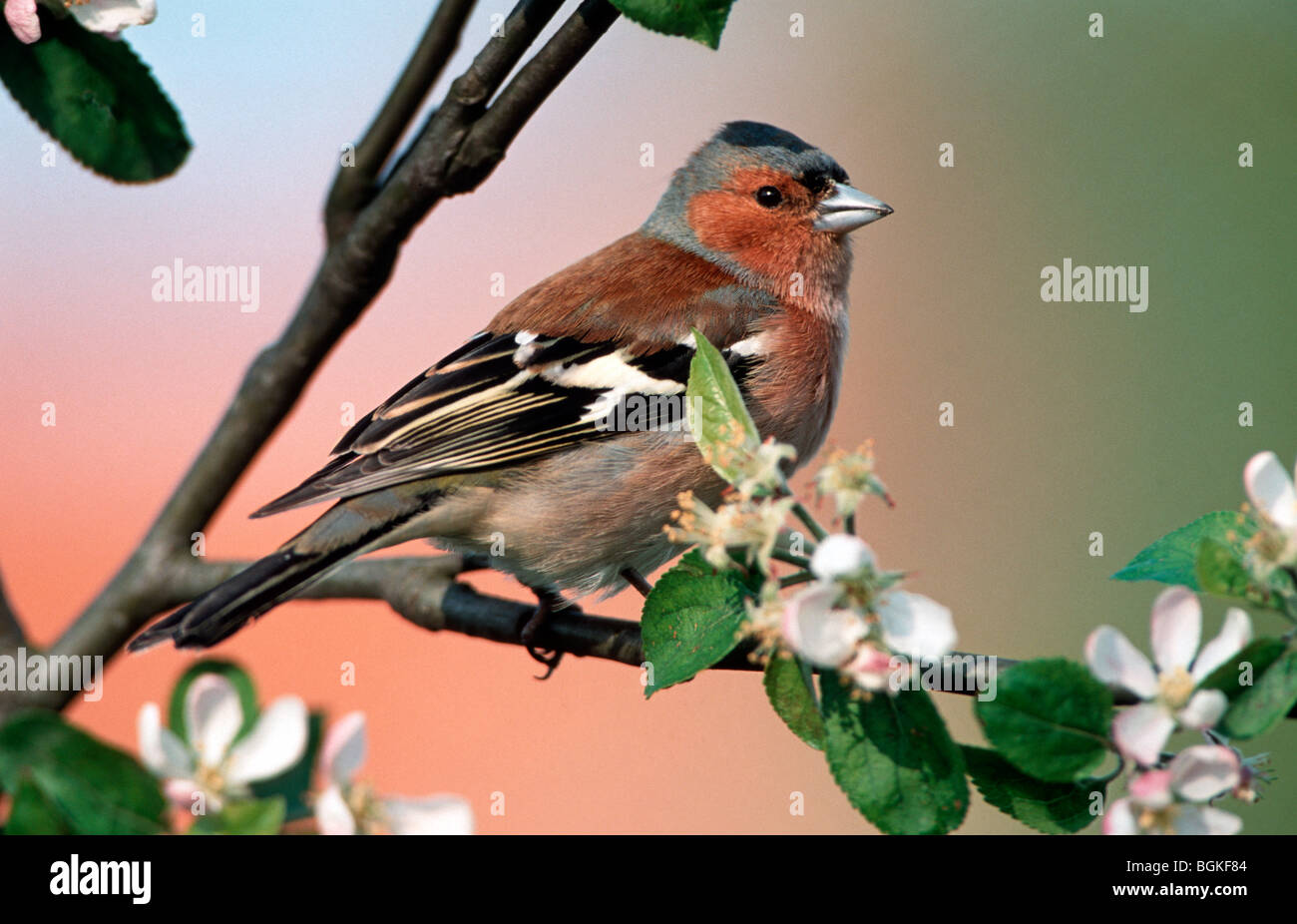 Chaffinch (Fringilla coelebs) hommes perchés dans un pommier en fleurs Banque D'Images