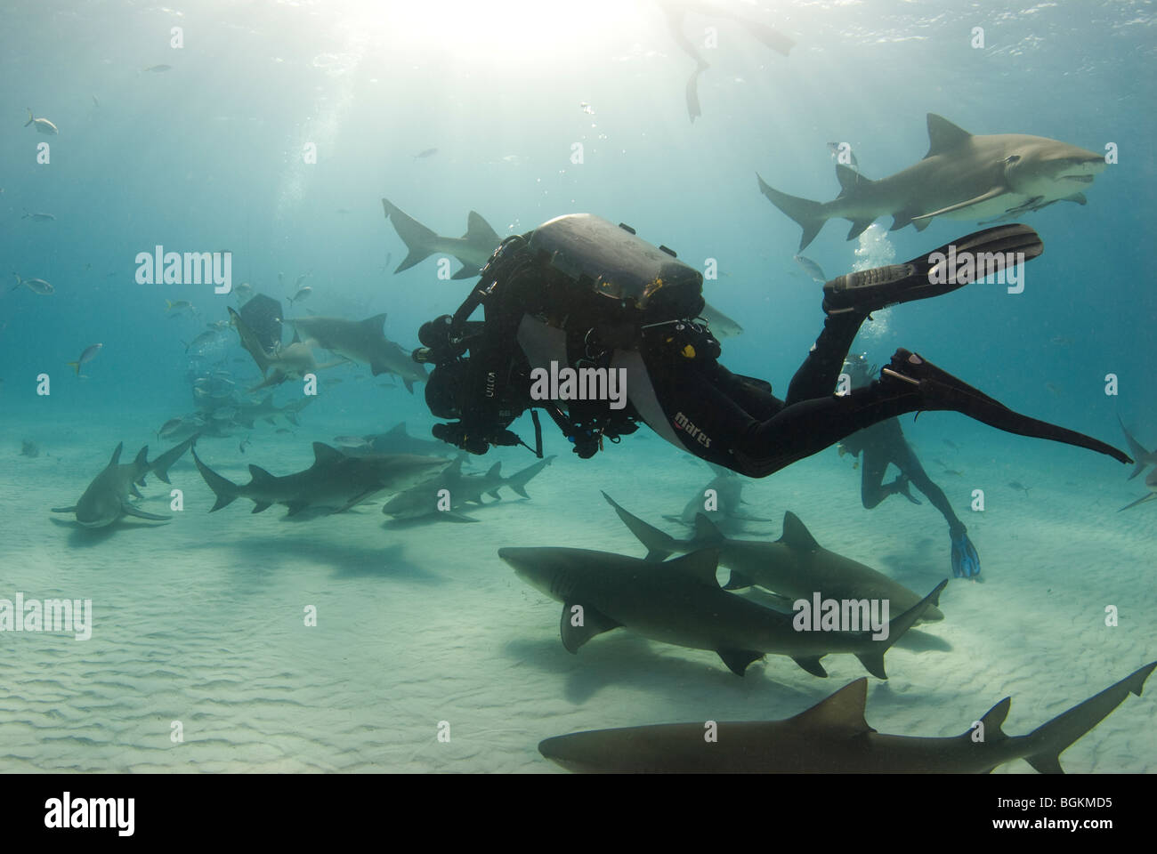 Un plongeur recycleur films une école de requins citron (Negaprion brevirostris) comme ils frénésie. Banque D'Images