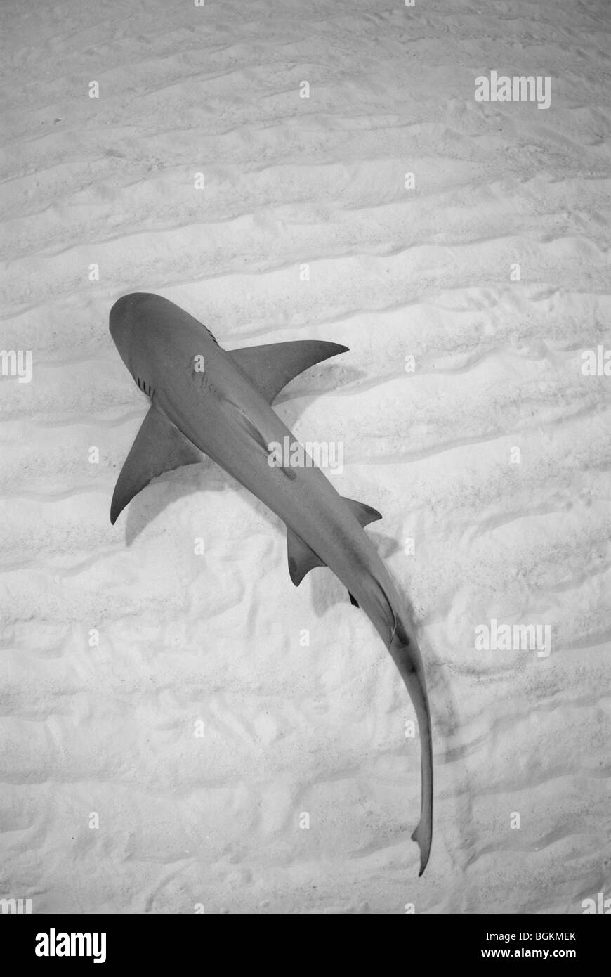 Un seul requin citron (Negaprion brevirostris) se déplace le long du fond de plage du Tigre, Bahamas Banque D'Images