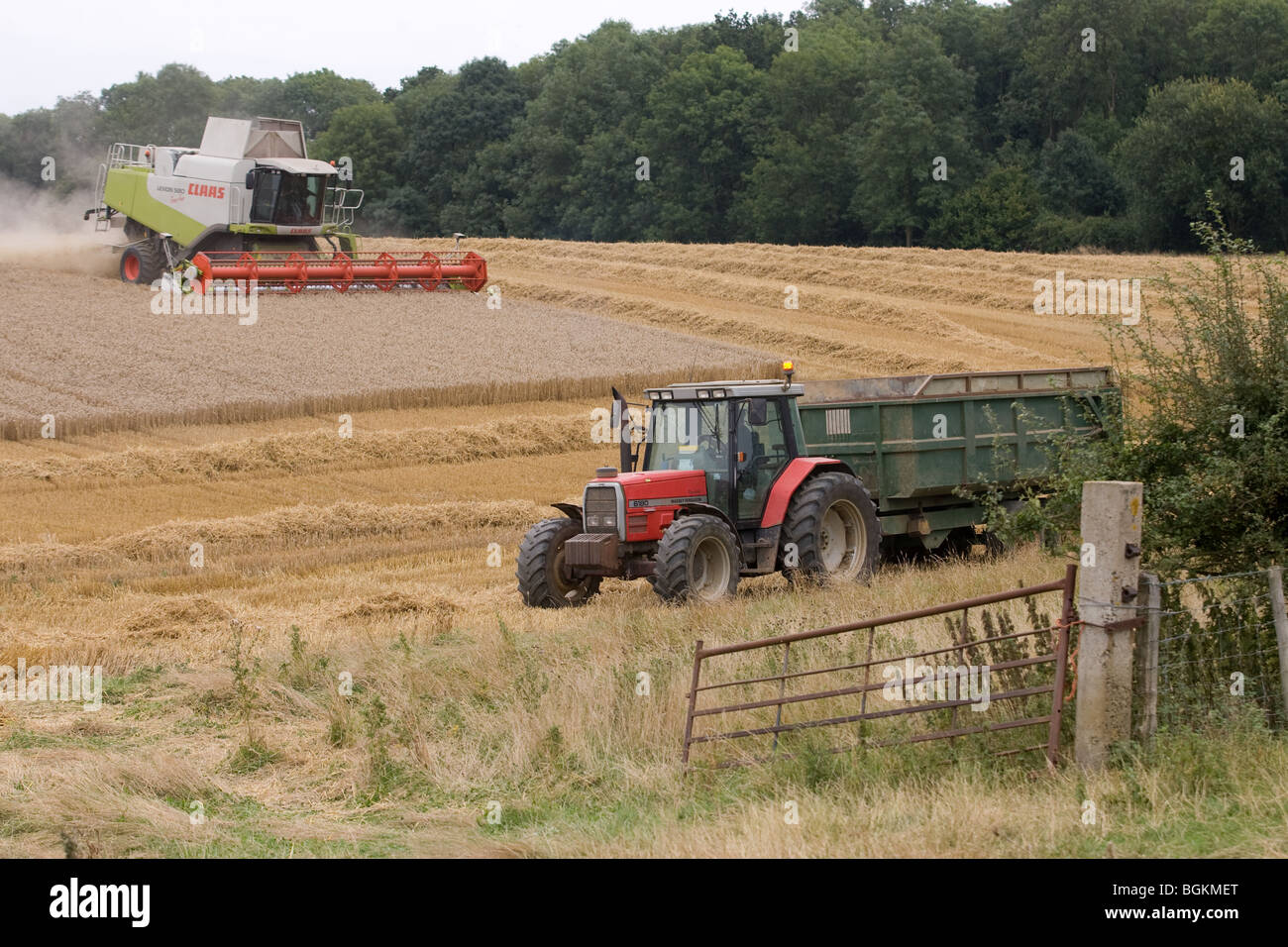 Moissonneuse-batteuse, la récolte du blé alors que le tracteur et remorque attendre pour prendre la route de maïs Banque D'Images