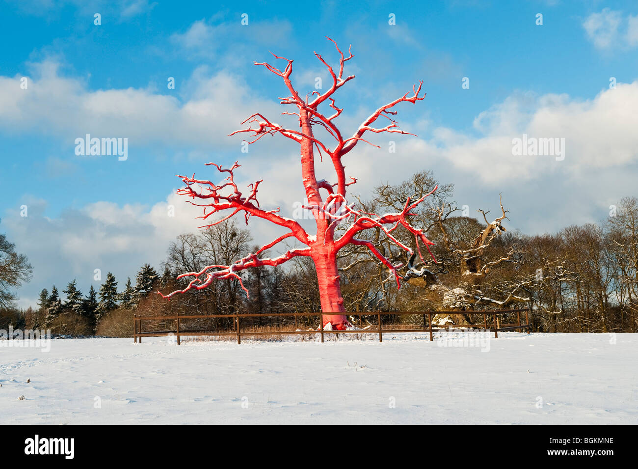 Red Tree, une installation de l'artiste Philippa Lawrence au château de Croft à Herefordshire, Royaume-Uni. Un chêne mort est enveloppé dans un tissu rouge Banque D'Images
