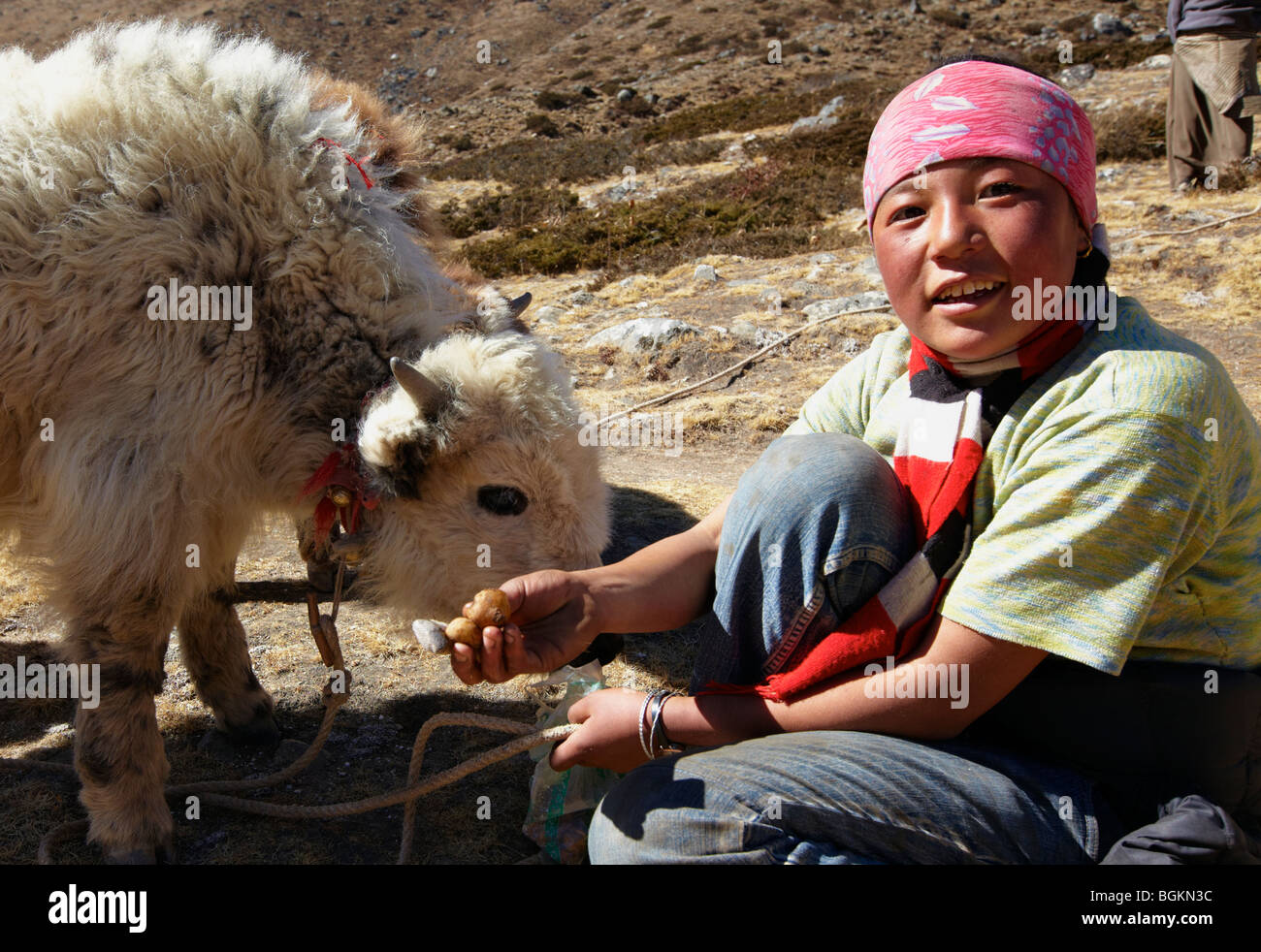 Yak femelle Herder avec bébé Yak Everest Himalaya Région Asie Népal Banque D'Images