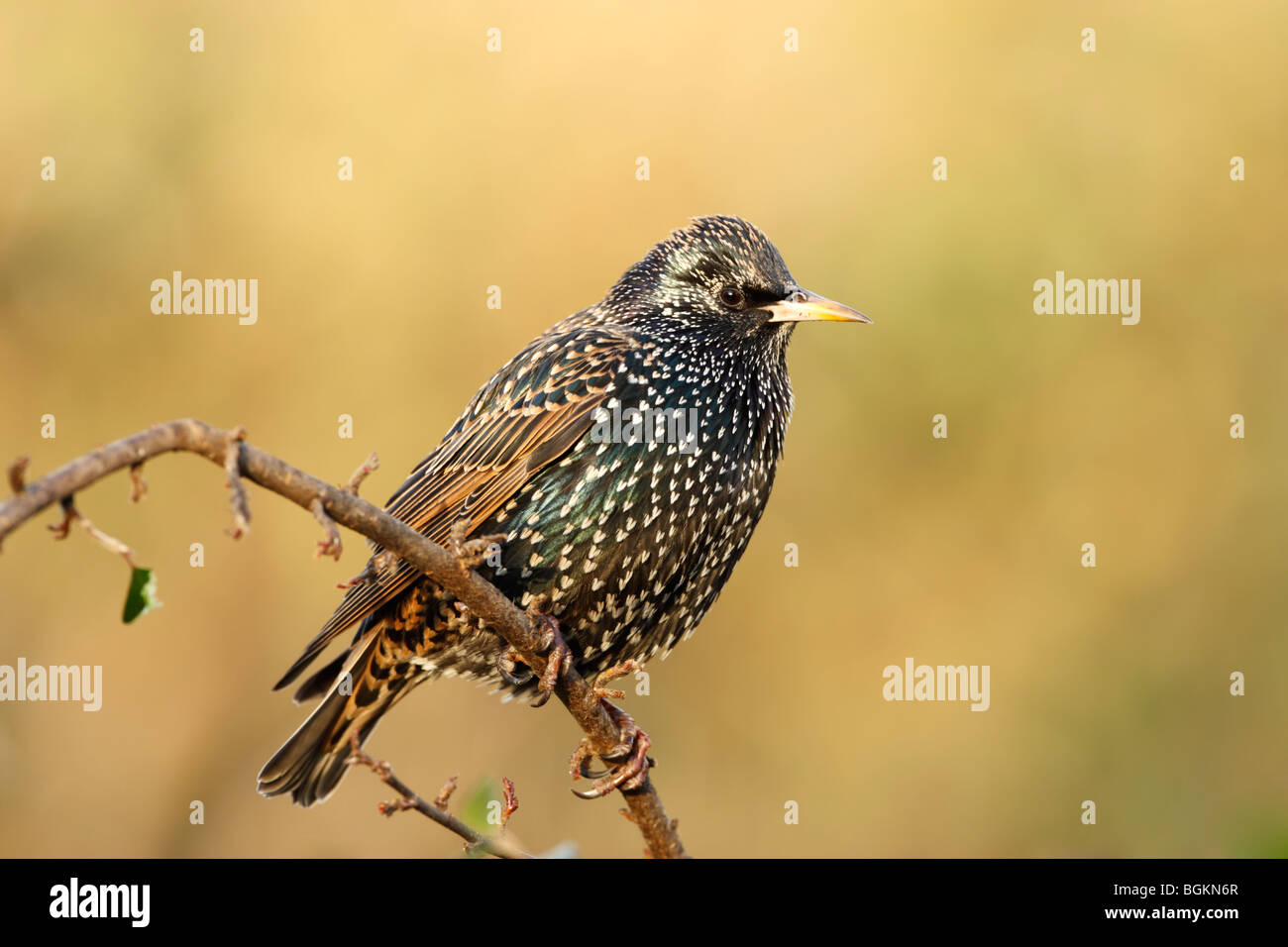 Étourneau sansonnet (Sturnus vulagris) en plumage d'hiver montrant des taches et plumage irisé Banque D'Images