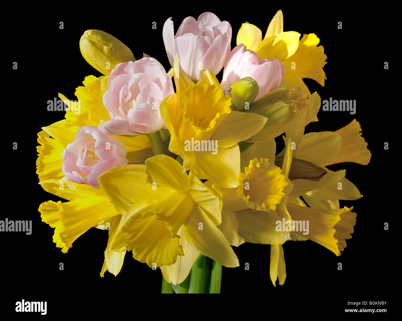 Printemps bouquet de jonquilles et tulipes Rose jaune Banque D'Images