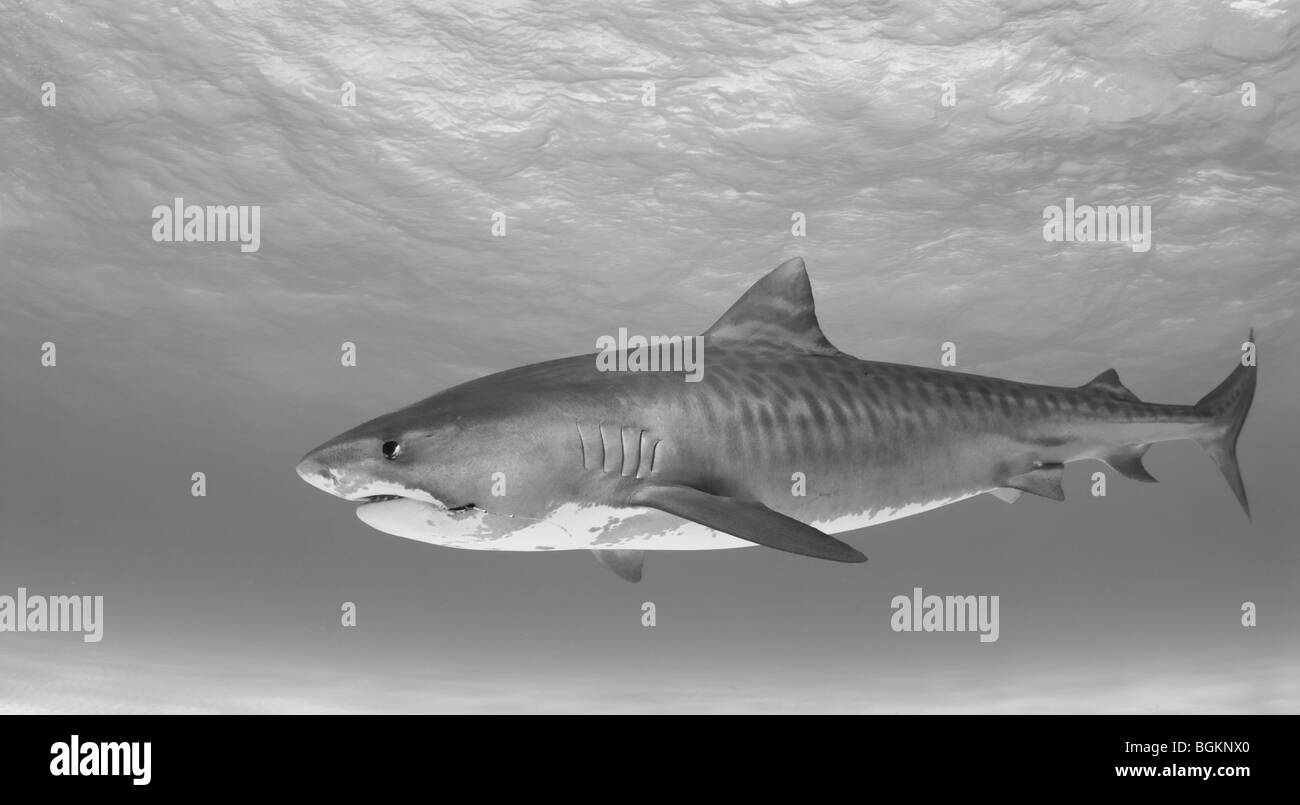 Image en noir et blanc de la pleine vue latérale d'un seul requin tigre (Galeocerdo cuvier) dans son environnement naturel Banque D'Images