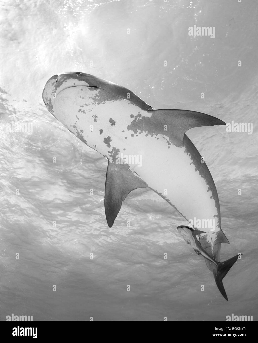 Les Tiger Shark (Negaprion brevirostris) nager entre la caméra et la surface de l'eau Banque D'Images