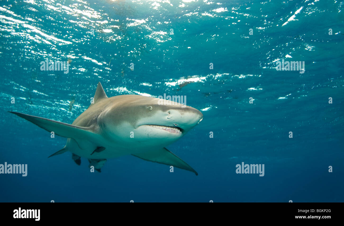 Le requin citron (Negaprion brevirostris) se transforme en croix en face de la caméra dans l'eau ouverte Banque D'Images