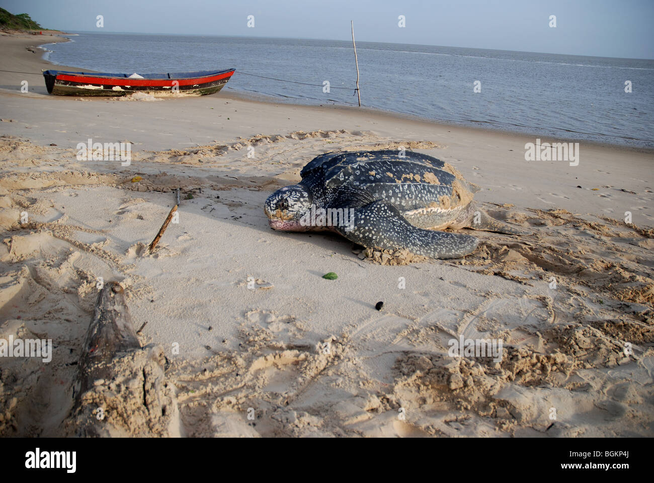 Après la tortue luth pondre des œufs à revenir sur la mer Banque D'Images
