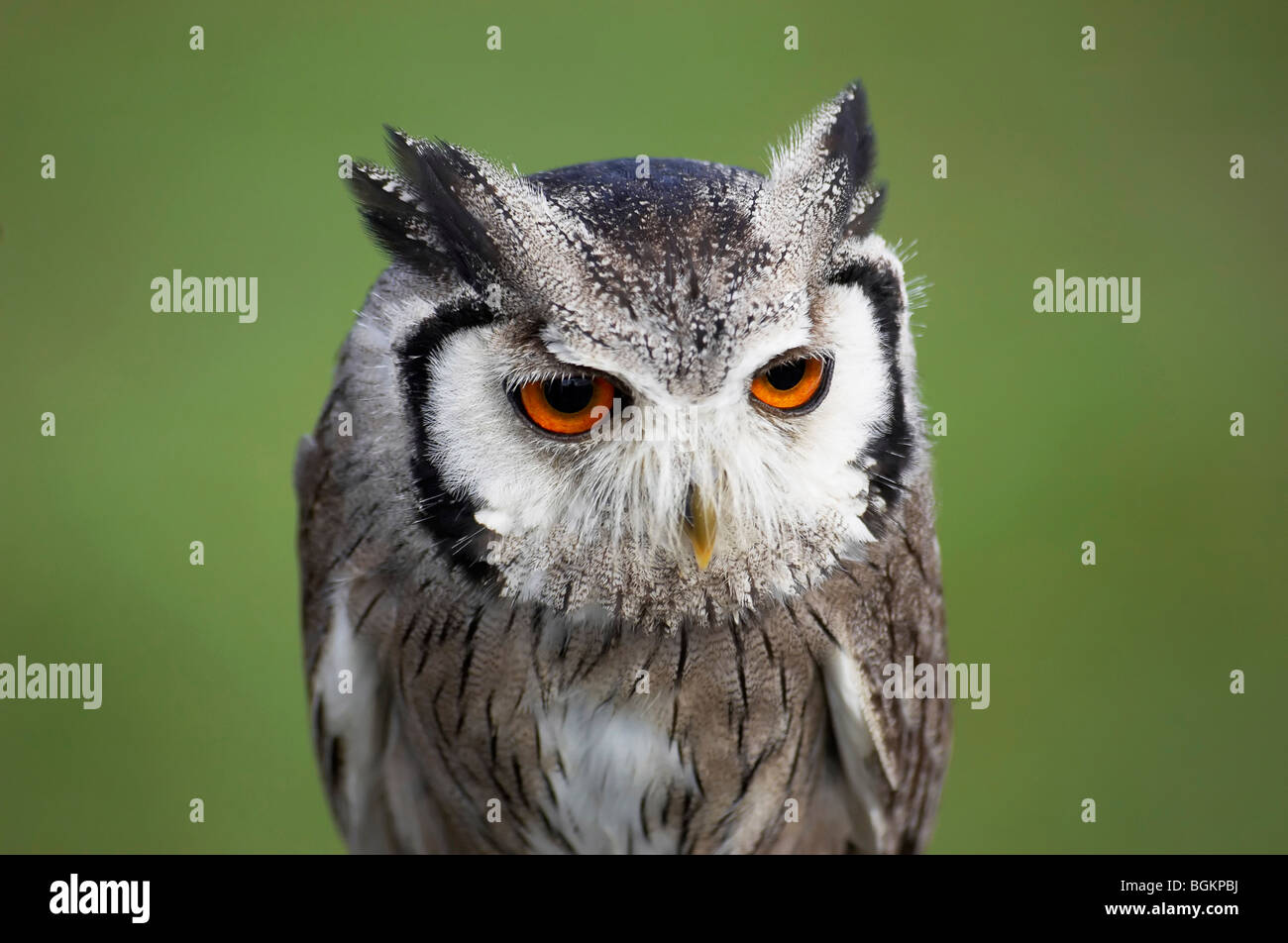 Détail d'une tête de hibou Banque D'Images