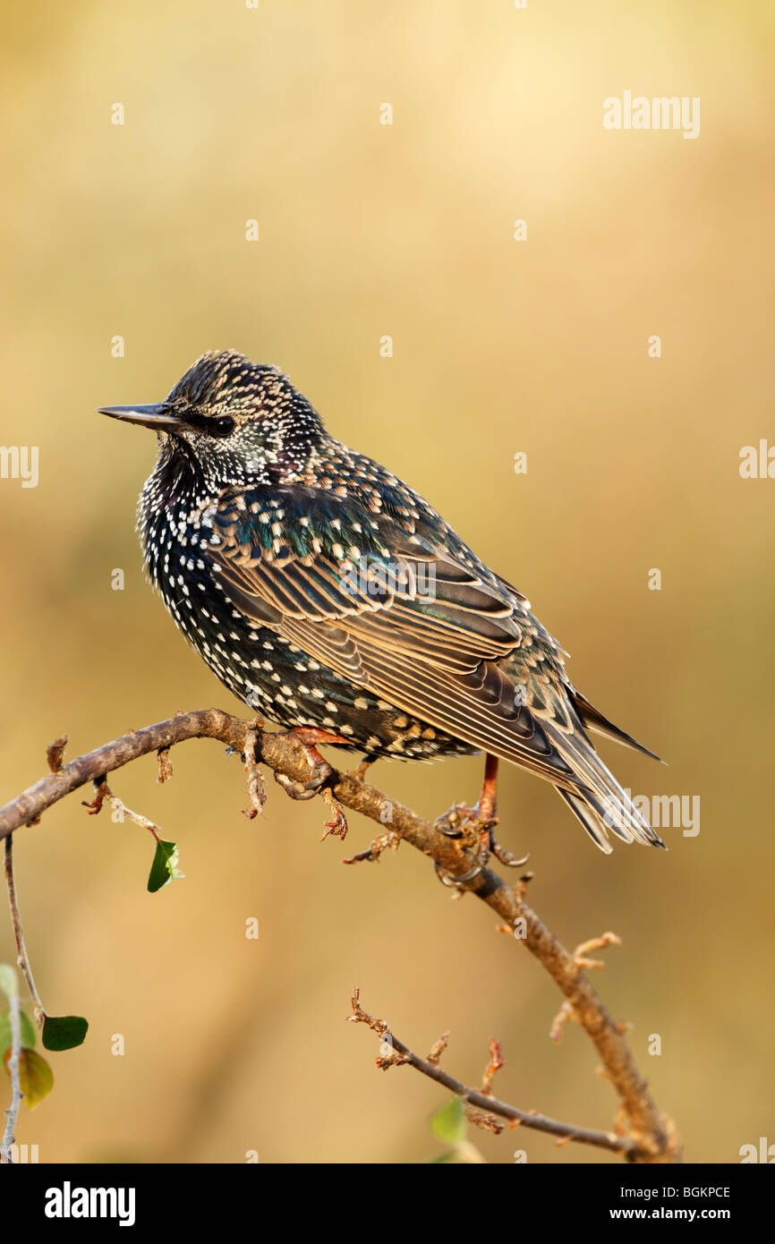 Étourneau sansonnet (Sturnus vulagris) en plumage d'hiver montrant des taches et plumage irisé Banque D'Images
