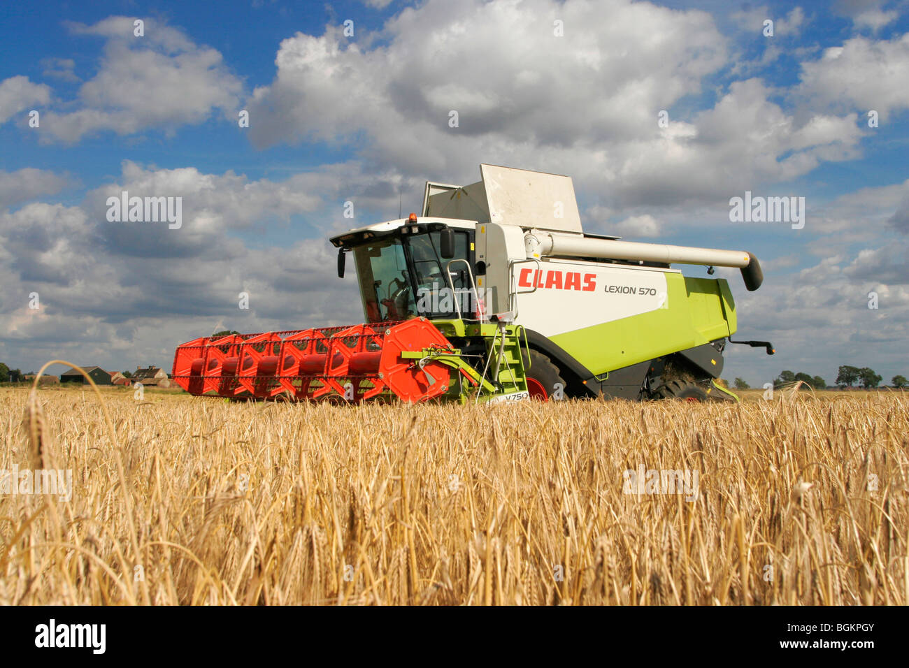 La récolte d'orge de la moissonneuse-batteuse Claas prêt Banque D'Images