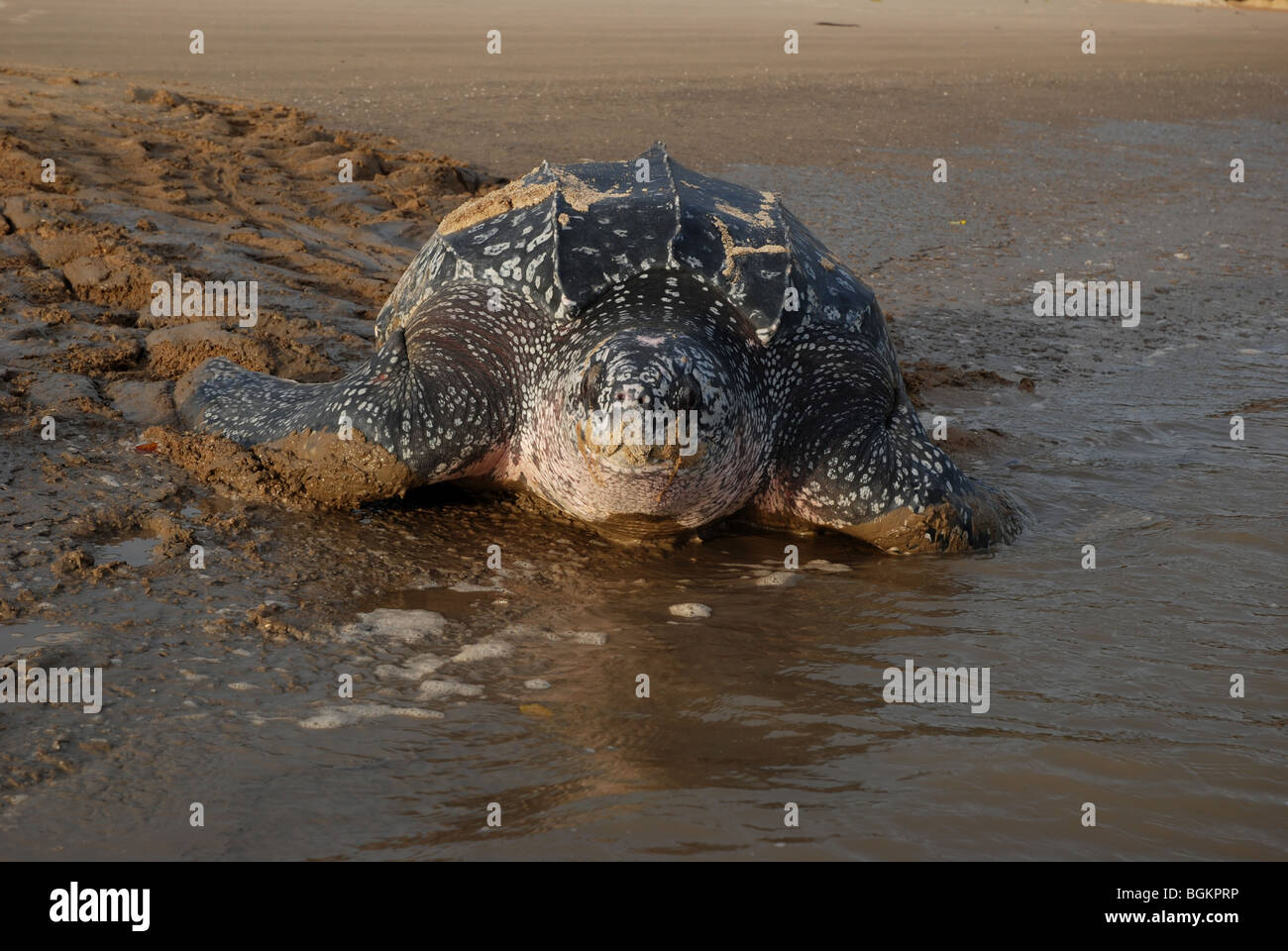 Après la tortue luth pondre des œufs à revenir sur la mer Banque D'Images