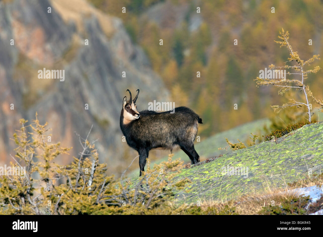 Chamois (Rupicapra rupicapra) sur Rock Ridge, dans les Alpes en automne Banque D'Images