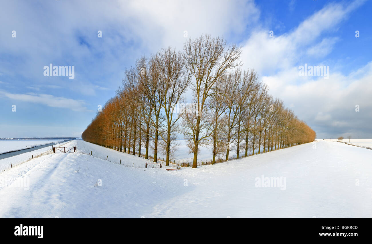 La composition avec arbres de la Johannes Kerkhovenpolder près de Woldendorp, province de Groningue, Pays-Bas Banque D'Images