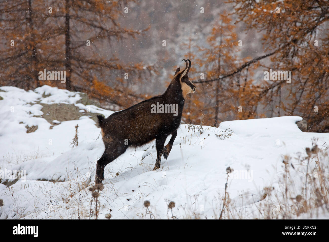 Chamois (Rupicapra rupicapra) dans la forêt de mélèzes (Larix decidua) dans la neige en automne Banque D'Images