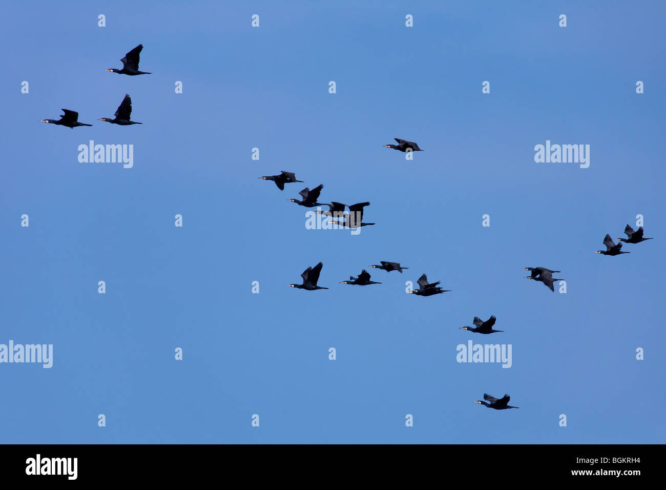 Grands Cormorans (Phalacrocorax carbo) troupeau en vol Banque D'Images