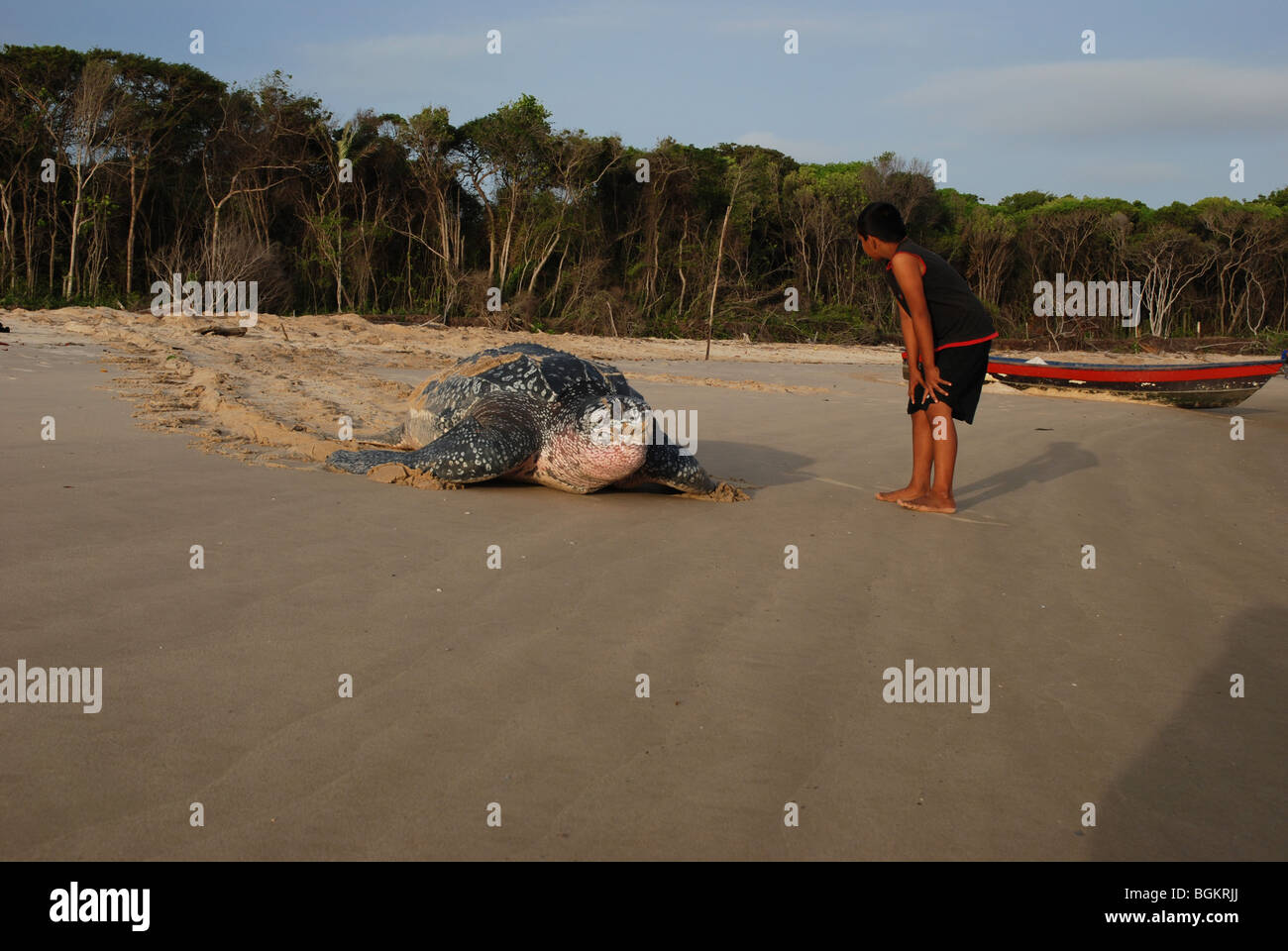 Après la tortue luth pondre des œufs à revenir sur la mer avec un garçon noir à Banque D'Images