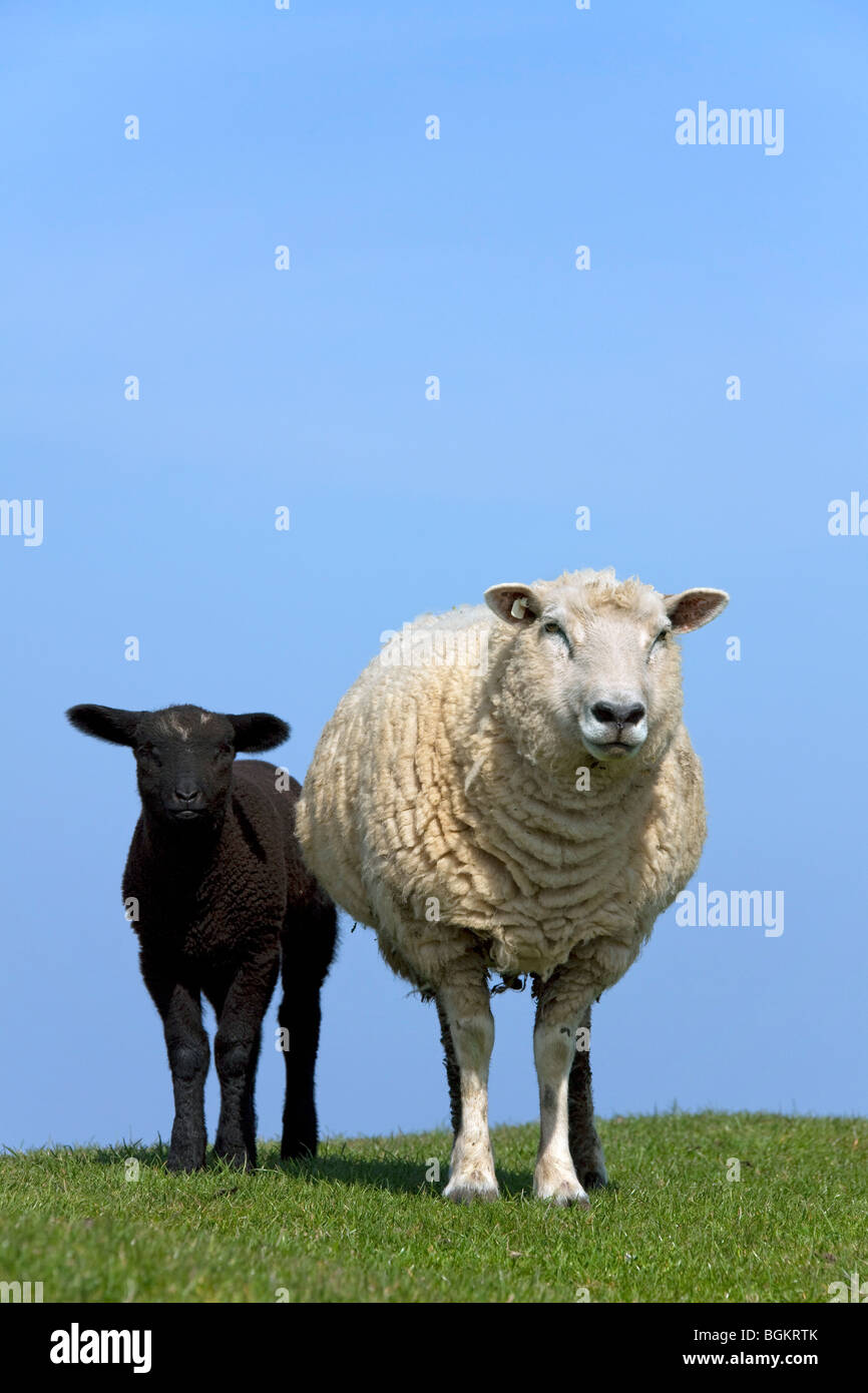 Le mouton domestique (Ovis aries) brebis avec agneau noir blanc, Allemagne Banque D'Images