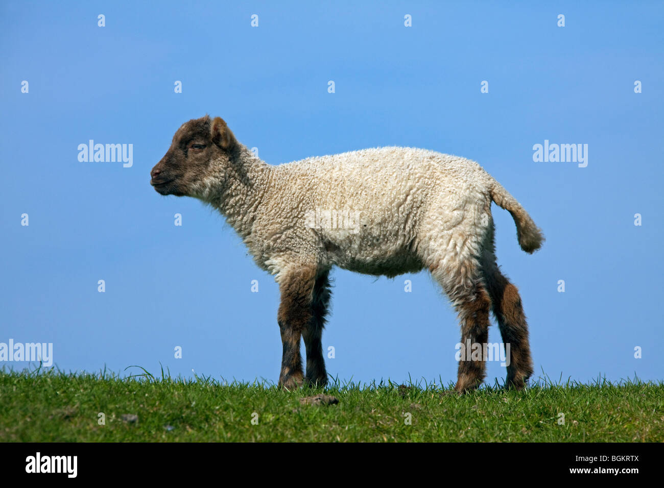 Le mouton domestique (Ovis aries) Portrait d'agneau noir et blanc dans la prairie, Allemagne Banque D'Images