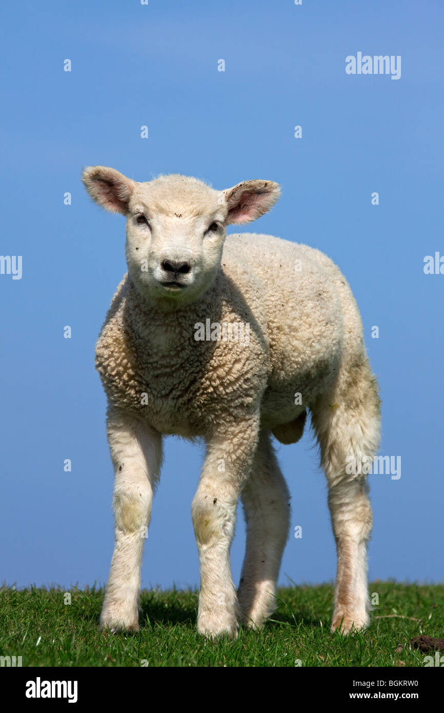 Le mouton domestique (Ovis aries) Portrait d'agneau blanc dans la prairie, Allemagne Banque D'Images