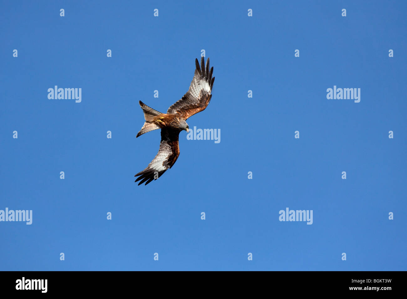Le milan royal (Milvus milvus) battant contre le ciel bleu Banque D'Images