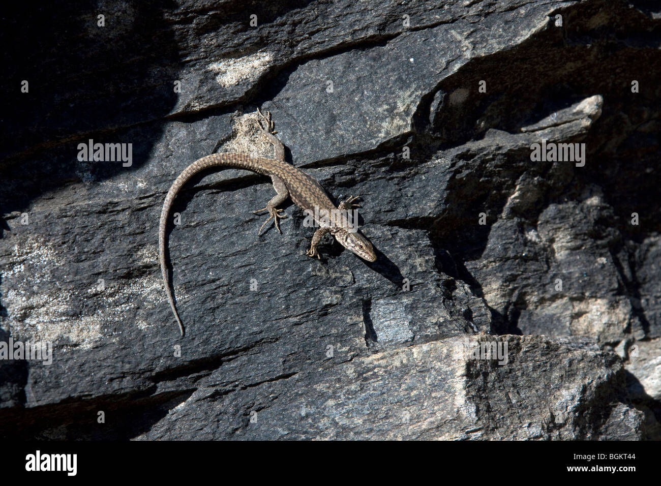 Lézard des murailles (Podarcis muralis) dans la roche, Parc National du Gran Paradiso, Italie Banque D'Images