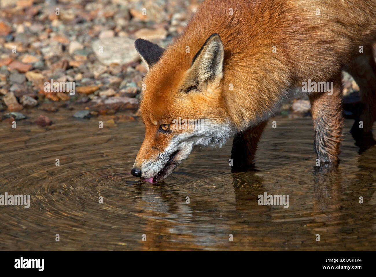 Le renard roux (Vulpes vulpes) de la rivière de l'eau potable Banque D'Images