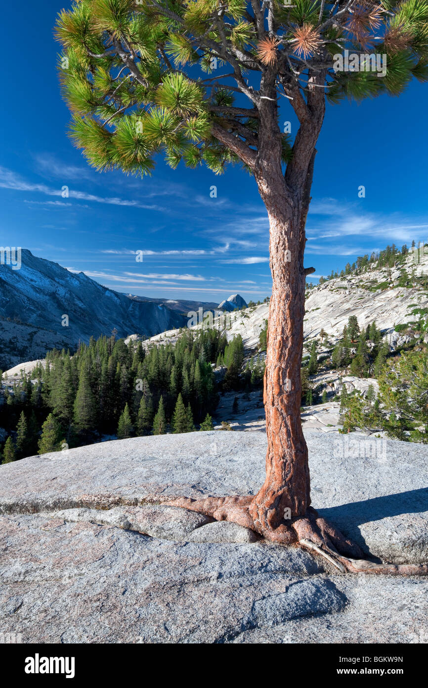 Roche de granit et de demi-dôme. Yosemite National Park, Californie Banque D'Images