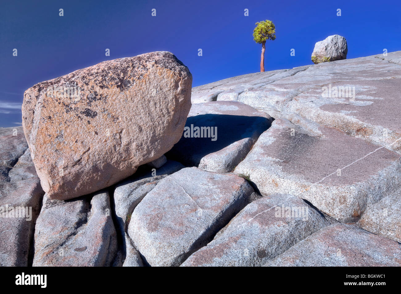 Roche de granit et Lone Tree. Yosemite National Park, Californie Banque D'Images