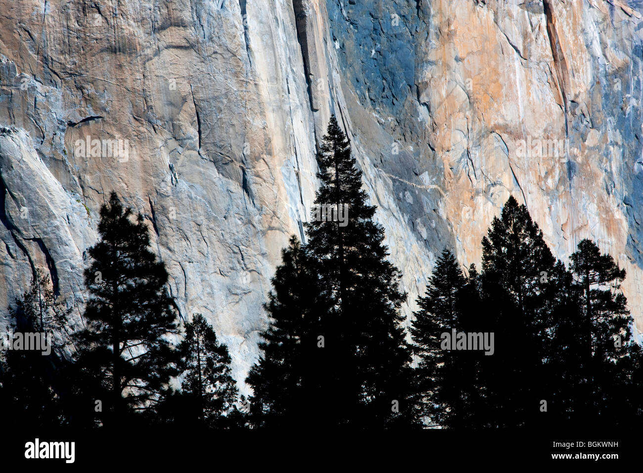 El Capitan avec silhouette d'arbres. Yosemite National Park, Californie Banque D'Images