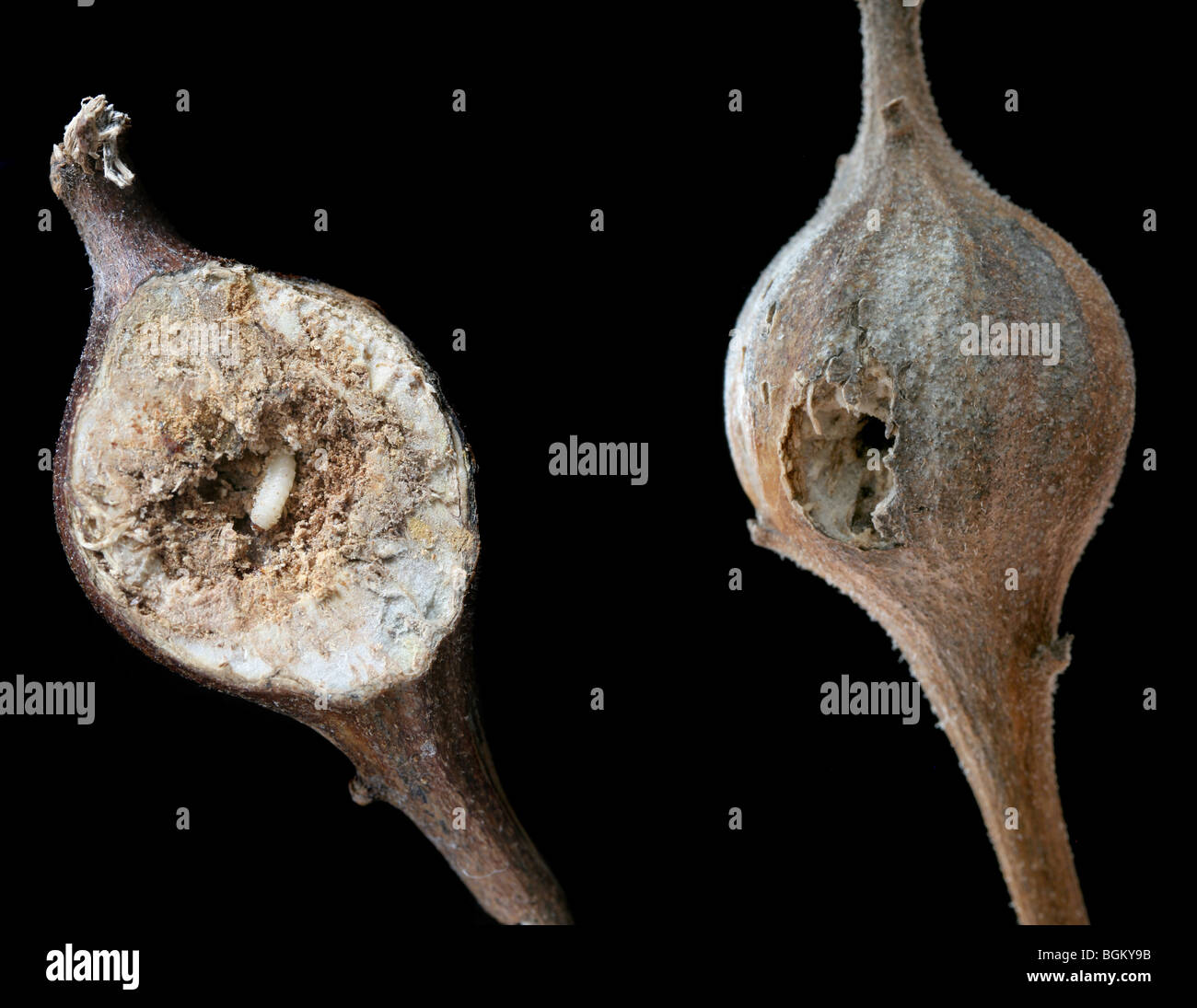 Deux verges d'galles faites par la mouche, la verge d'un parasités par un coléoptère, l'autre ouverte par un pic-vert. Banque D'Images