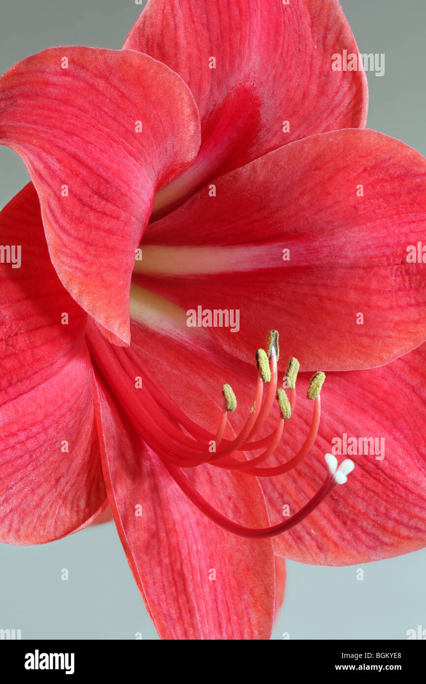 Une seule fleur Amaryllis, montrant les organes de reproduction (pistil et étamines) clairement. Banque D'Images