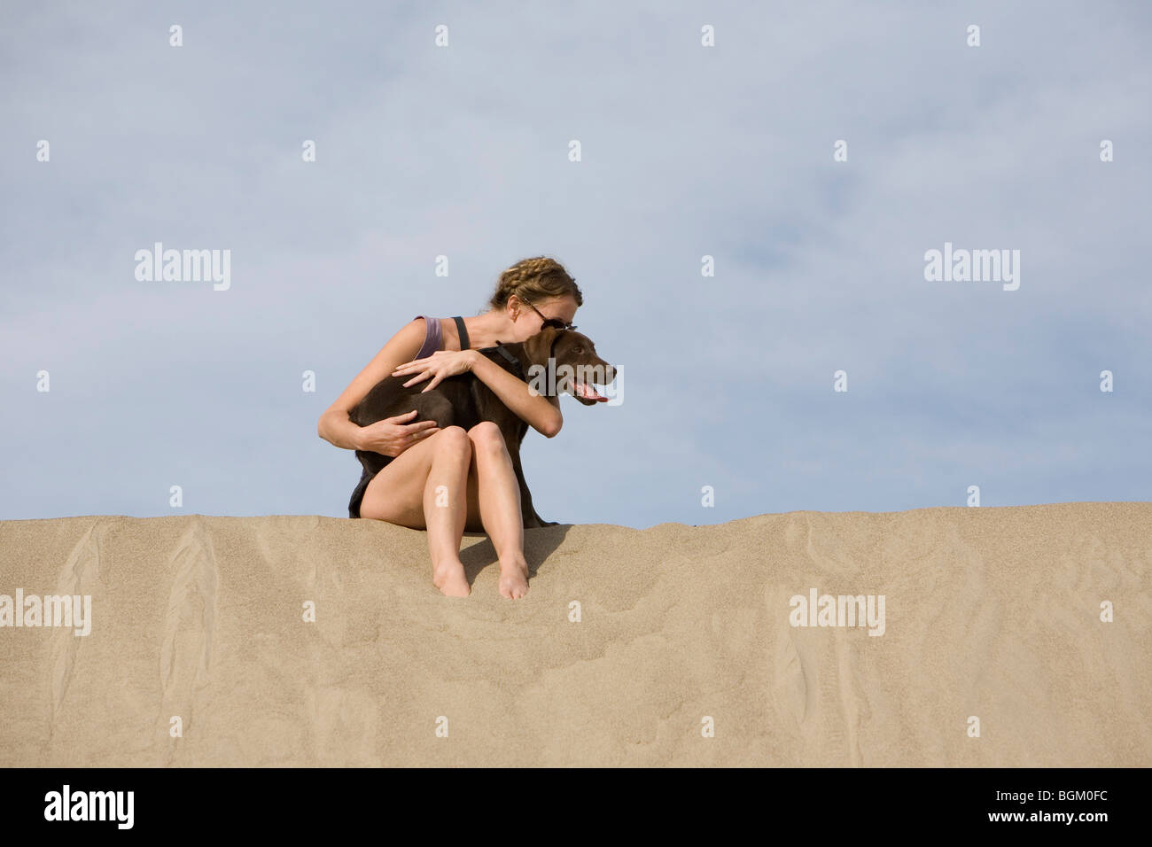 Chiot labrador Chocolat Banque D'Images