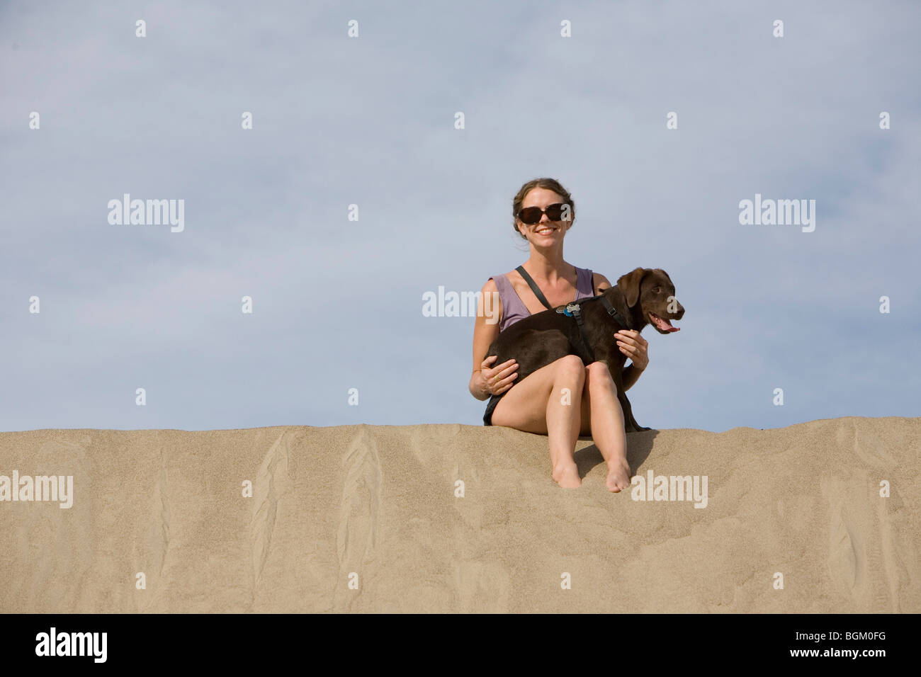 Chiot labrador Chocolat Banque D'Images
