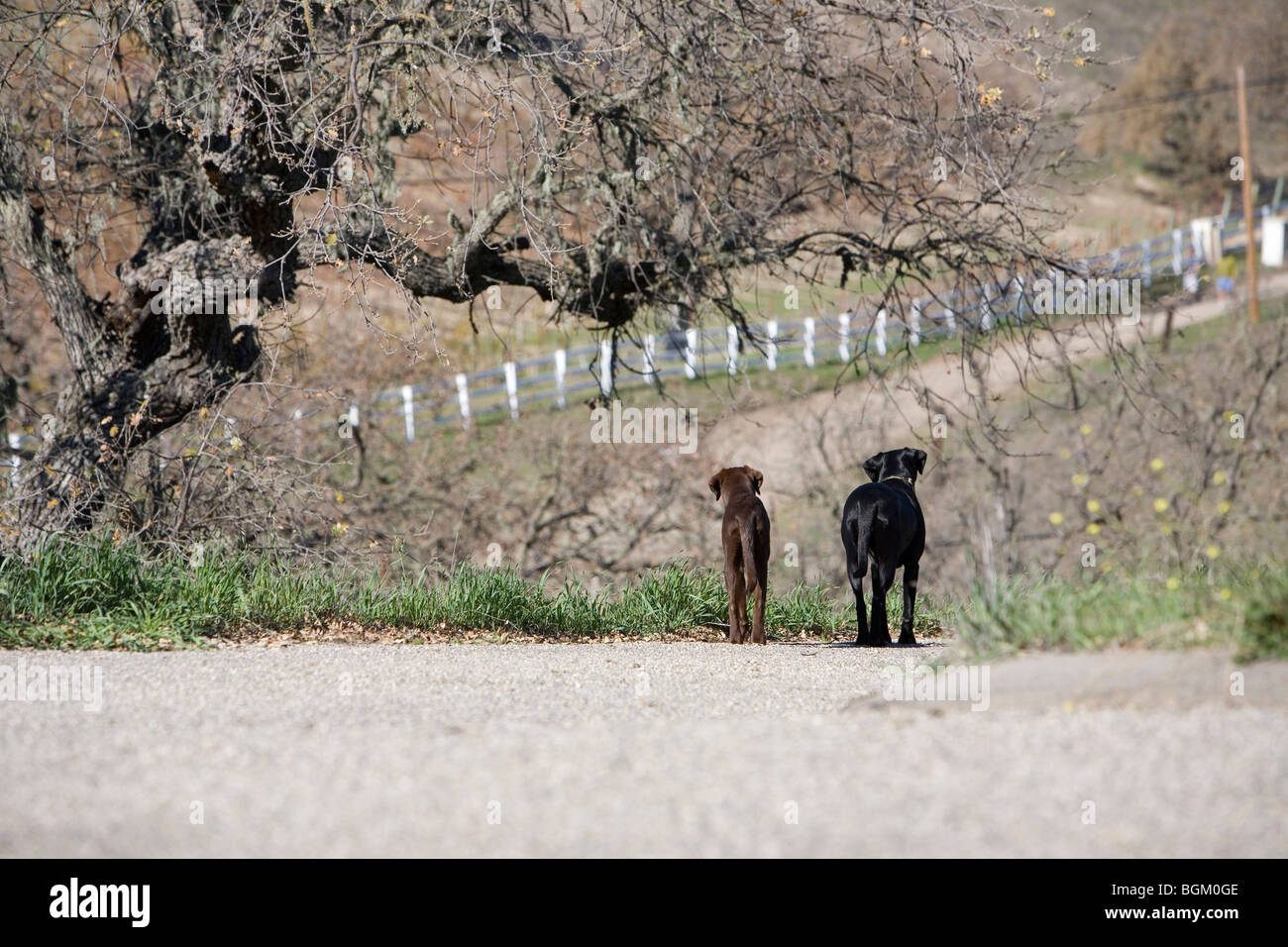 Labrador Retriever Banque D'Images