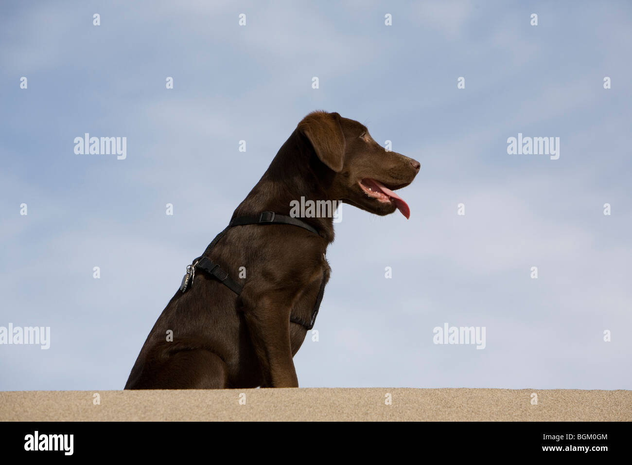 Chiot labrador chocolat sur les dunes de sable. Banque D'Images