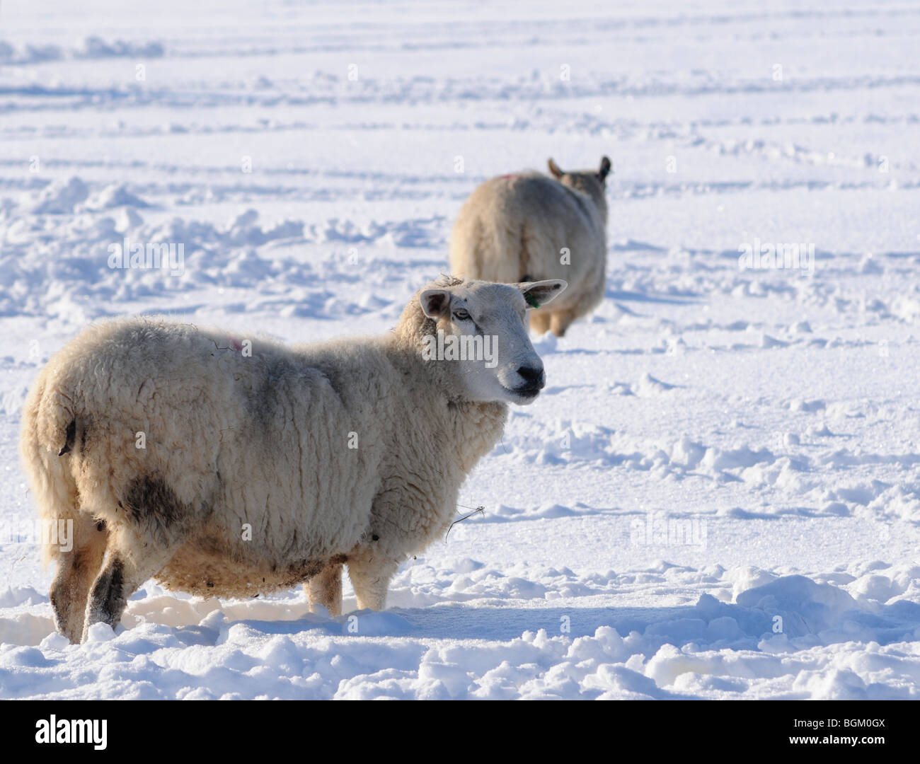 Moutons dans la neige. L'Oxfordshire, UK Banque D'Images