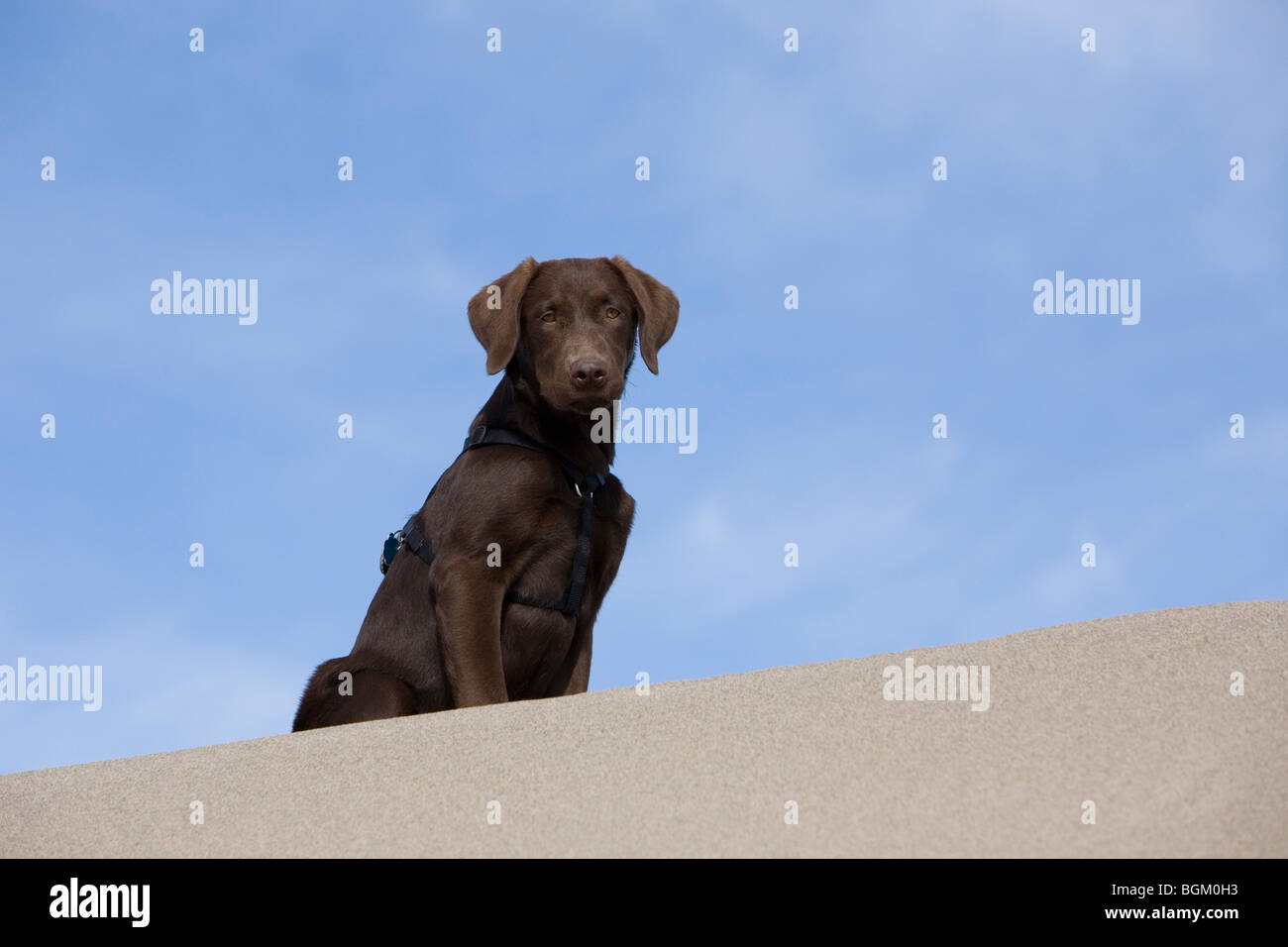 Chiot labrador chocolat sur les dunes de sable. Banque D'Images
