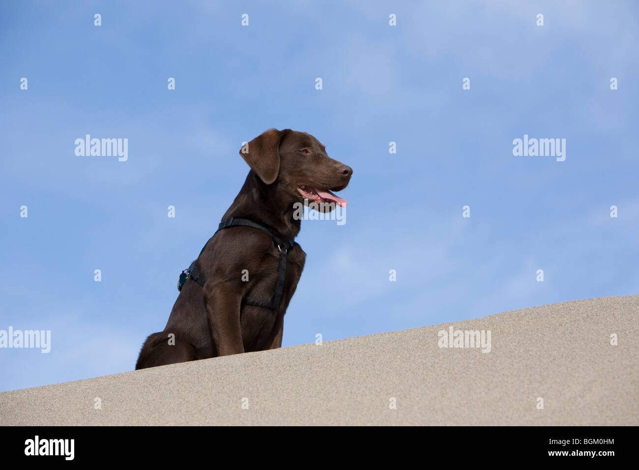 Chiot labrador chocolat sur les dunes de sable. Banque D'Images