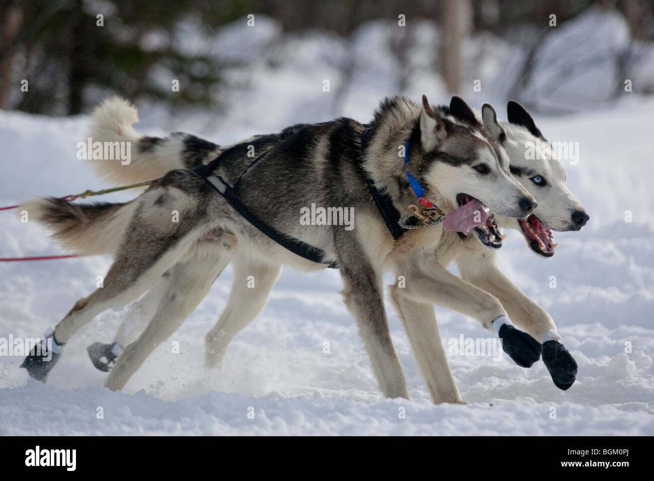 Alaska, Willow. Iditarod Trail Sled Dog Race 2009 réouverture officielle de départ. Chiens sur le lac Long. Banque D'Images