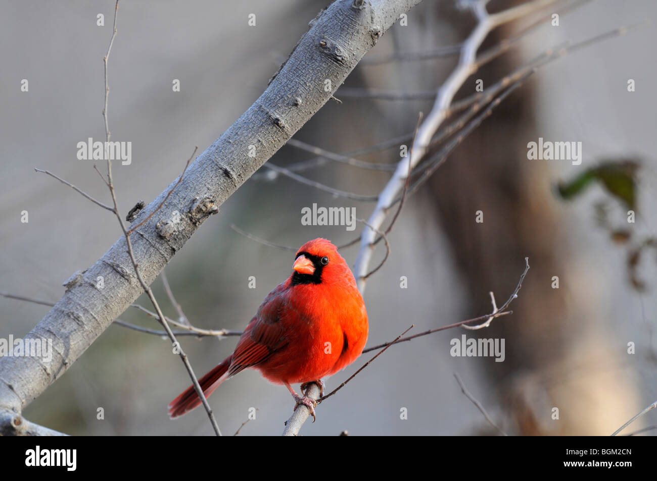 Cardinal rouge Cardinalis cardinalis :. La colorée Redbird photographié dans Manhattan sur un froid matin d'hiver Banque D'Images