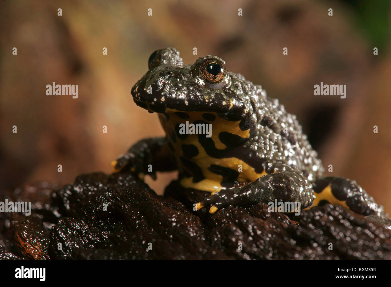 Feu Oriental-bellied Toad (Bombina orientalis) en captivité Banque D'Images