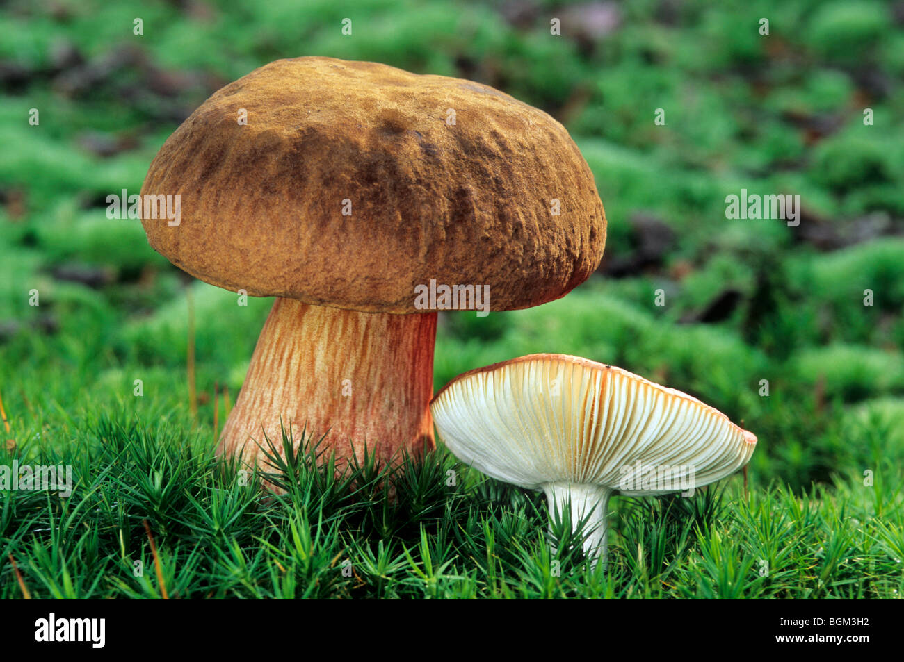 Fissuration rouge Bolet (Boletus chrysenteron) et Beechwood sickener toadstool (Russula mairei / Russula nobilis) Banque D'Images