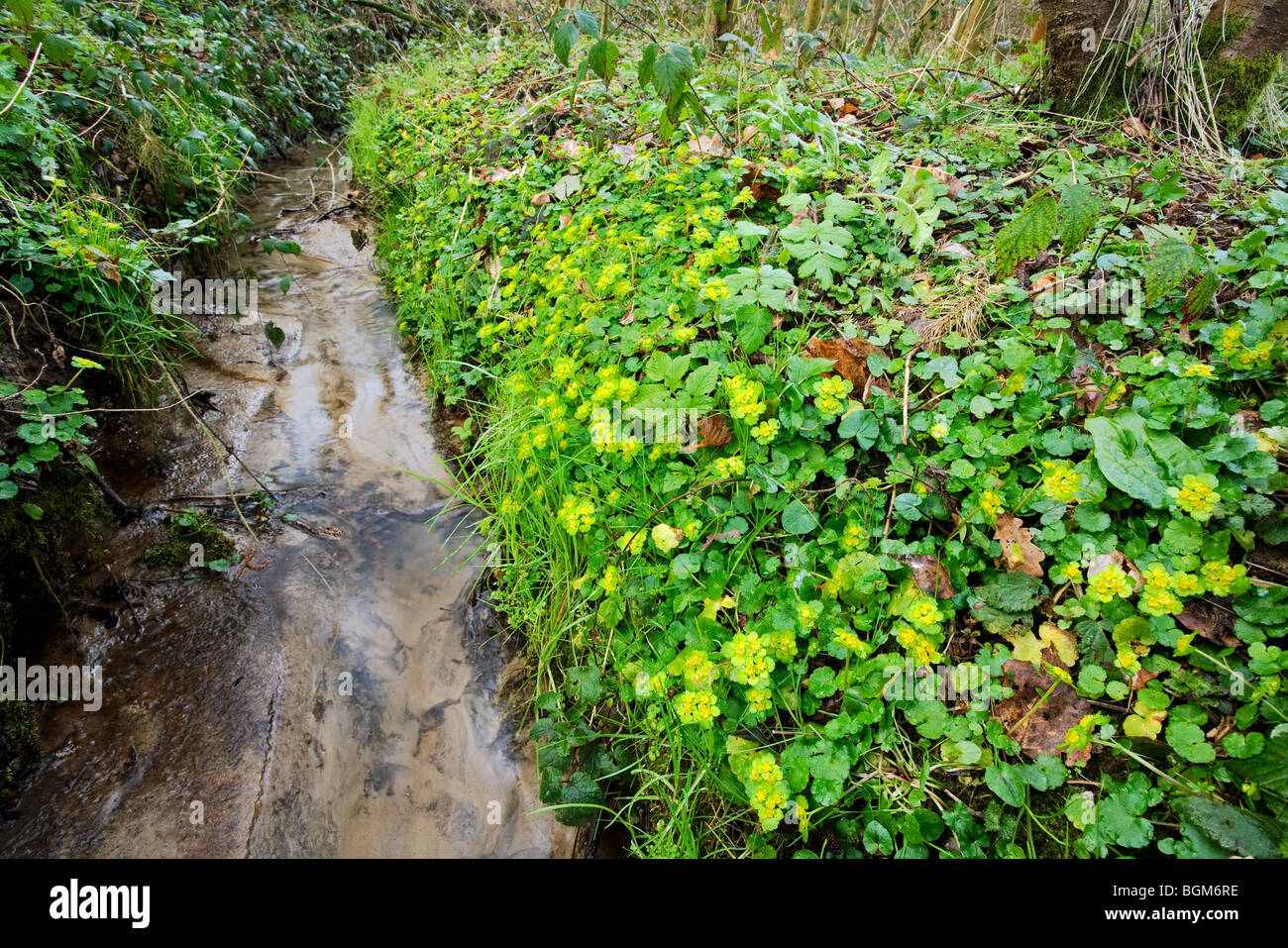 À feuilles opposées (Chrysosplenium alternifolium saxifrage dorée) le long de Brook en forêt, Belgique Banque D'Images