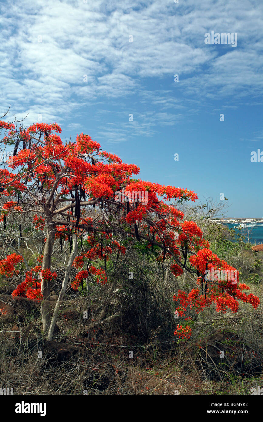 Arbre généalogique / Royal Poinciana flamboyant (Delonix regia) en pleine floraison, Puerto Baquerizo Moreno, San Cristoba island, Îles Galápagos Banque D'Images