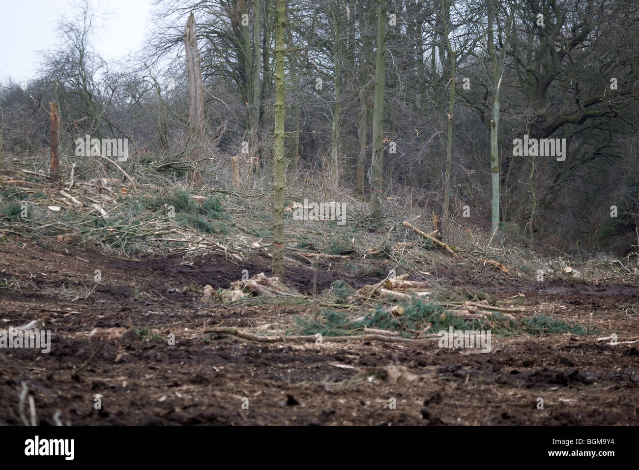 Après forestiers arbres ont été abattus Banque D'Images